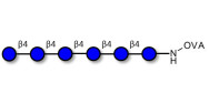 Cellohexaose grafted on OVA