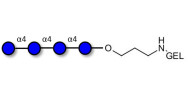 Maltotetraose DP4 grafted...