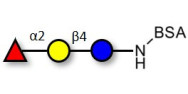 Blood group H antigen...
