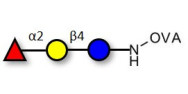 Blood group H antigen...