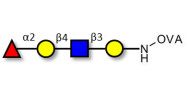 Blood group H antigen...