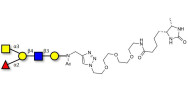 Ulvan polysaccharides from...