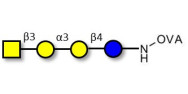 Isoglobotetraose (iGb4)...