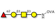 Blood group H antigen...