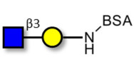GlcNAcβ1-3Gal grafted on BSA