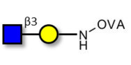 GlcNAcβ1-3Gal grafted on OVA