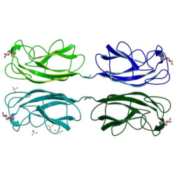 LecA (PA-IL) from Pseudomonas aeruginosa