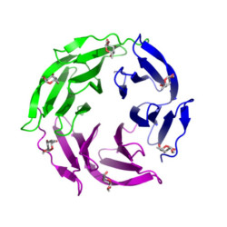 RSL from Ralstonia solanacearum