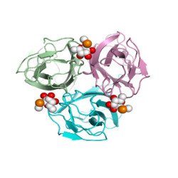 BC2LC-Nt from Burkholderia cenocepacia