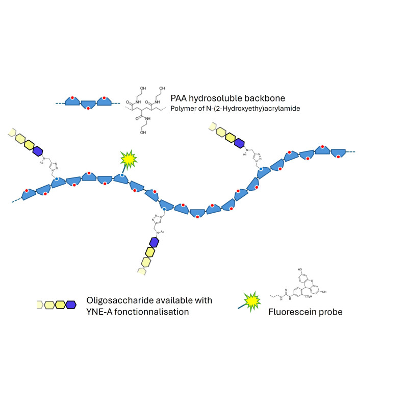 Gb4 Globoside terminal grafted on polyacrylamide (PAA) with fluorescein