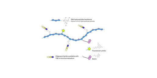 Stage-Specific Embryonic Antigen-4 (SSEA-4) hexaose analogue type 2 grafted on polyacrylamide (PAA) with biotin and fluorescein - SSEA-4 hexaose analogue type 2