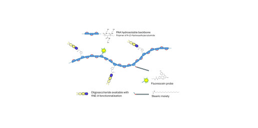 Sialylated Stage-Specific Embryonic Antigen-4 (SSEA-4) hexaose analogue type 1 grafted on polyacrylamide (PAA) with fluorescein and stearic chain - Sialylated-SSEA-4 hexaose analogue type 1