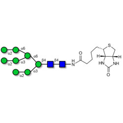 Man8D2D3 linked to biotin (Linker-BT F)