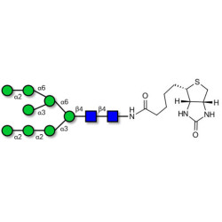 Man8D1D3 linked to biotin (Linker-BT F)