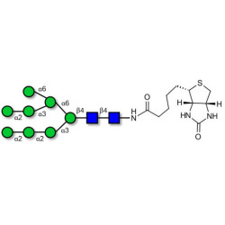 Man8D1D2 linked to biotin (Linker-BT F)