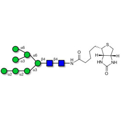 Man7D1 linked to biotin (Linker-BT F)