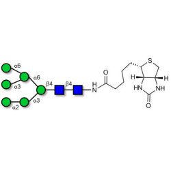 Man6 linked to biotin (Linker-BT F)