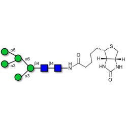 Man5 linked to biotin (Linker-BT F)
