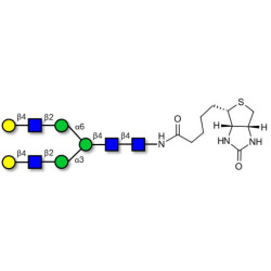 Asialo complex-type N-glycan linked to biotin (Linker-BT F)