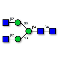 Asialo, agalacto complex-type N-glycan (>90% HPLC)