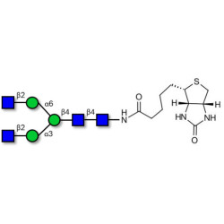 Asialo, agalacto complex-type N-glycan linked to biotin (Linker-BT F)