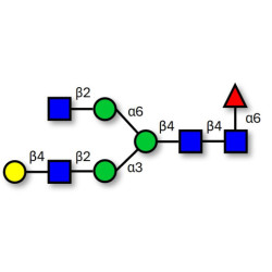Asialo, monogalactosylated, fucosylated complex-type N-glycan (>90% HPLC)