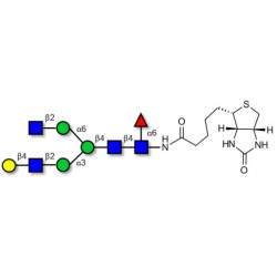 Asialo, monogalactosylated, fucosylated complex-type N-glycan linked to biotin (Linker-BT F)