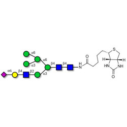 2,6-sialylated hybrid-type N-glycan linked to biotin (Linker-BT F)