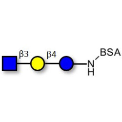 Lacto-N-Triose (LNT2) grafted on BSA
