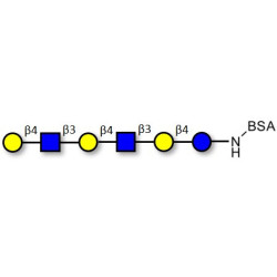 Para-Lacto-N-neohexaose (Para-LNnH) grafted on BSA