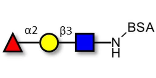 Blood group H antigen triose type 1 grafted on BSA