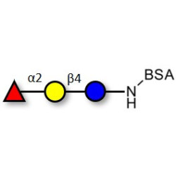 Blood group H antigen triose type 6 / 2’-Fucosyllactose (2'-FL) grafted on BSA