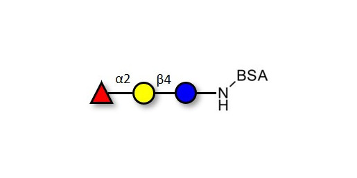 Blood group H antigen triose type 6 / 2’-Fucosyllactose (2'-FL) grafted on BSA