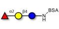 Blood group H antigen triose type 6 / 2’-Fucosyllactose (2'-FL) grafted on BSA