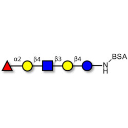 Blood group H antigen pentaose type 2 / Lacto-N-neofucopentaose I (LnNFP I) grafted on BSA