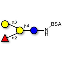 Blood group B antigen tetraose type 6 grafted on BSA