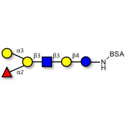 Blood group B antigen hexaose type 1 grafted on BSA