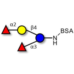 Difucosyllactose (DFL) / Lactodifucotetraose grafted on BSA