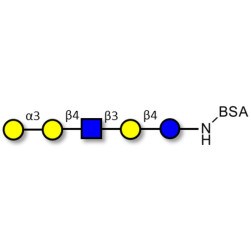 Galili antigen pentaose grafted on BSA