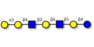 Galili antigen heptaose...