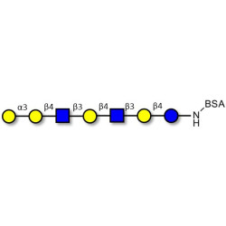 Galili antigen heptaose grafted on BSA