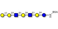 Galili antigen heptaose...
