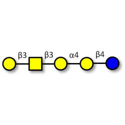 Globopentaose (Gb5) / Stage Specific Embryonic Antigen 3a (SSEA-3a) (>85% NMR)