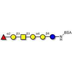 Globo-H hexaose / Stage Specific Embryonic Antigen 3b (SSEA-3b) grafted on BSA
