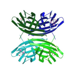 Pseudomonas aeruginosa Lectin B (LecB)