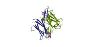 Burkholderia cenocepacia...