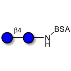 Cellobiose grafted on BSA