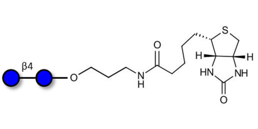 Cellobiose linked to biotin (Linker-BT B)