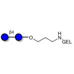 Cellobiose grafted on gel for affinity chromatography (Linker-GEL B)