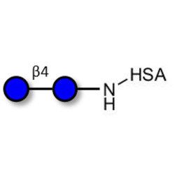 Cellobiose grafted on HSA